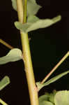 Warty spurge